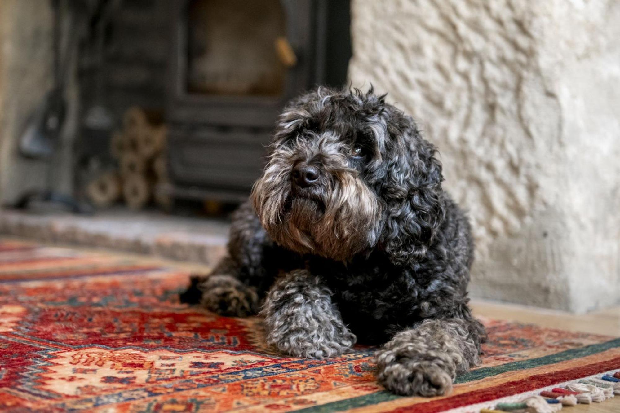 Jenny Wren Cottage Middleham Extérieur photo